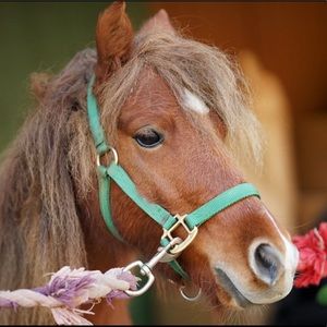 Meet your Posher, Renee